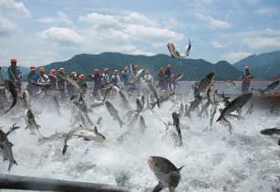 Aquaculture Membrane